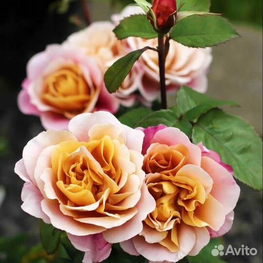 Розы в ассортименте