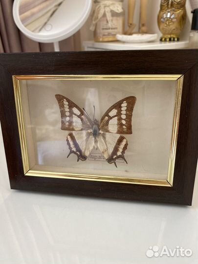 Картины для интерьера с бабочками