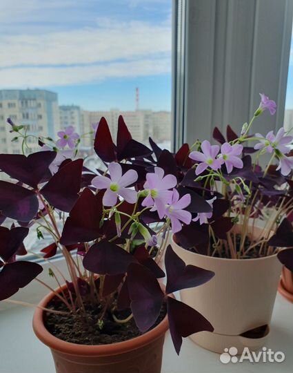 Отросток кислицы