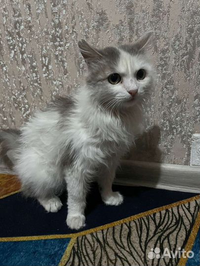 Кошечка в добрые руки