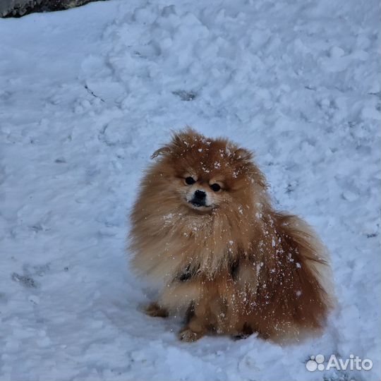 Померанский шпиц