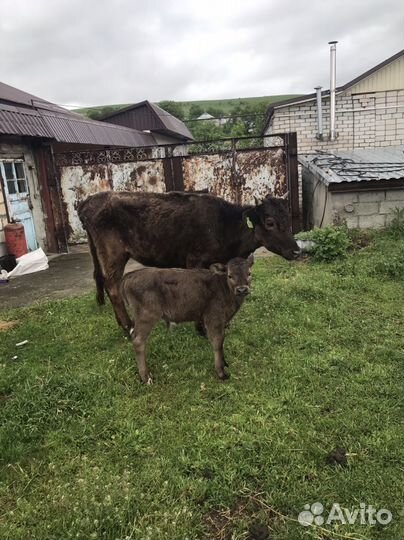 Корова с бычком