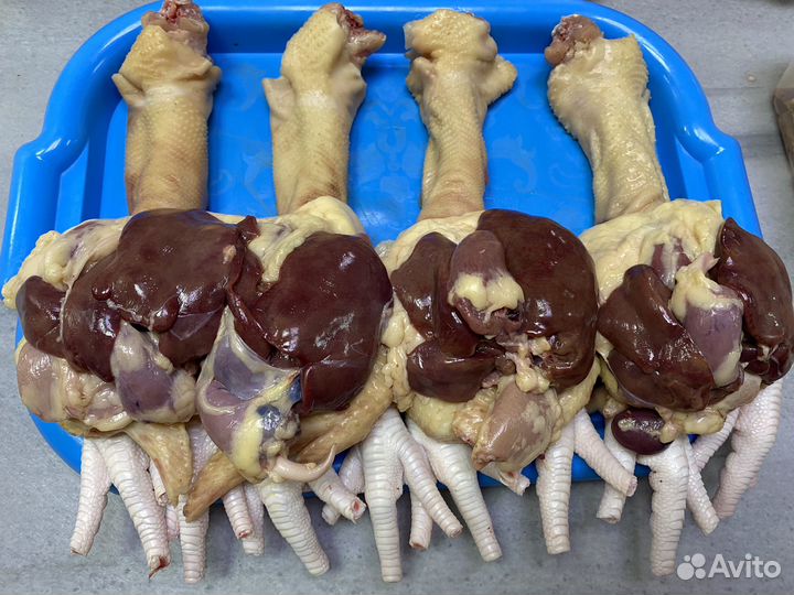 Домашние куры, утки