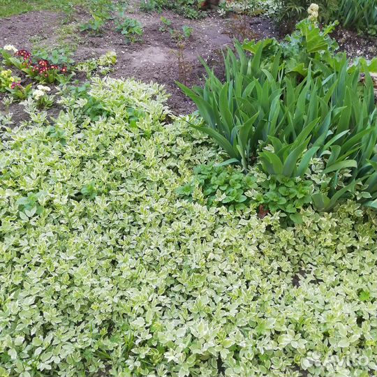 Сныть пестролистная