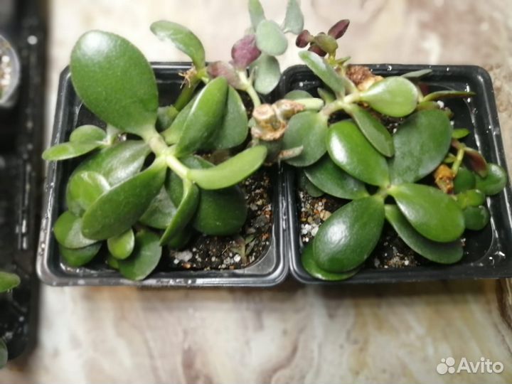 Толстянка (денежное дерево)