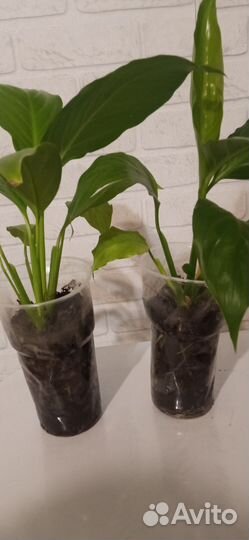 Спатифиллум