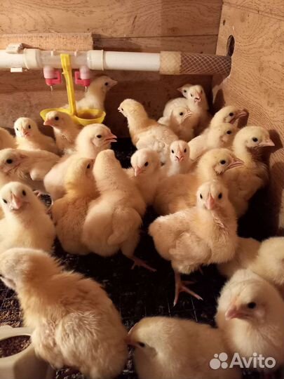 Цыплята бройлеры