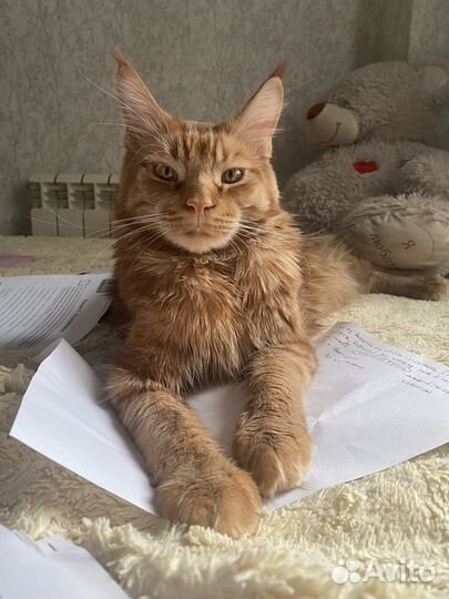 Мейн-кун вязка