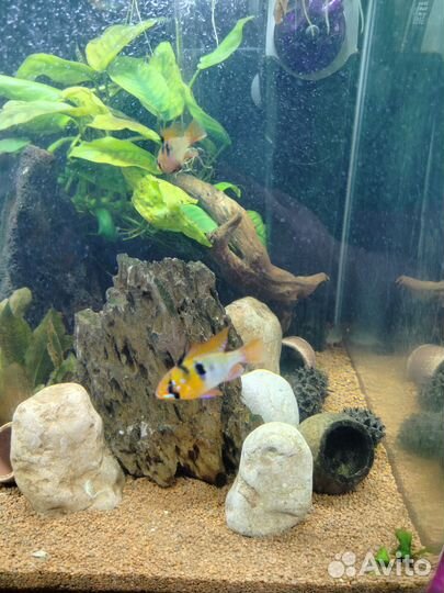 Апистограмма рамирези и брохис изумрудный