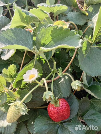 Рассада ремонтантной клубники