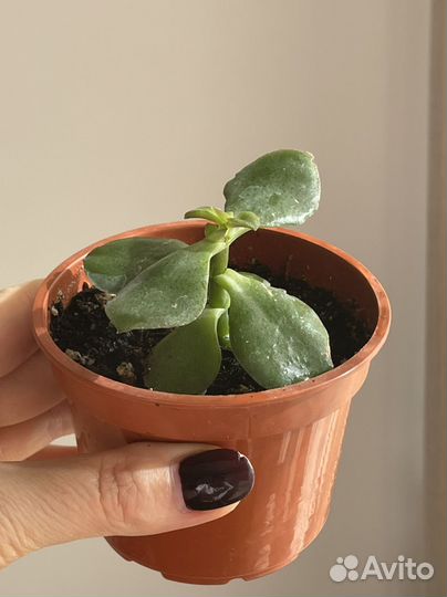 Толстянка крассула