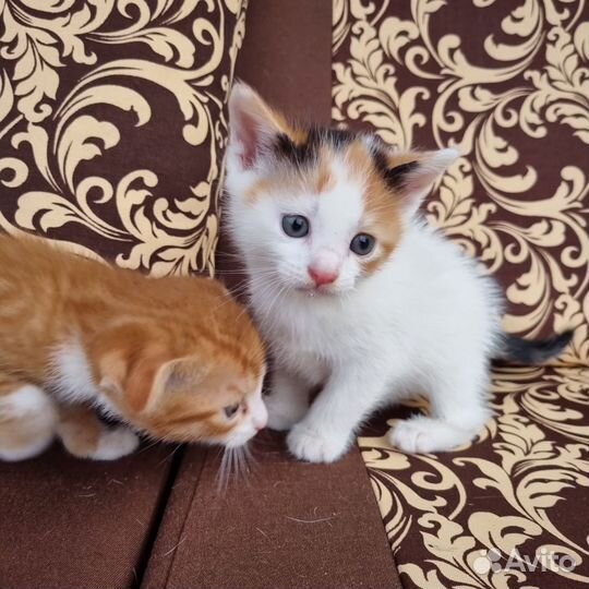 Кошка в дар