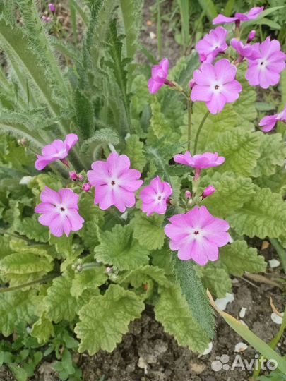 Примула многолетник