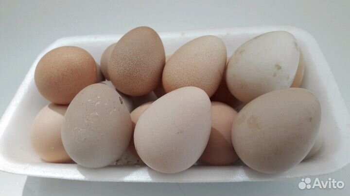 Яйцо цесарки