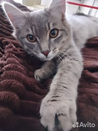 Кошка