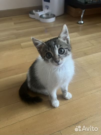 Котёнок в добрые руки