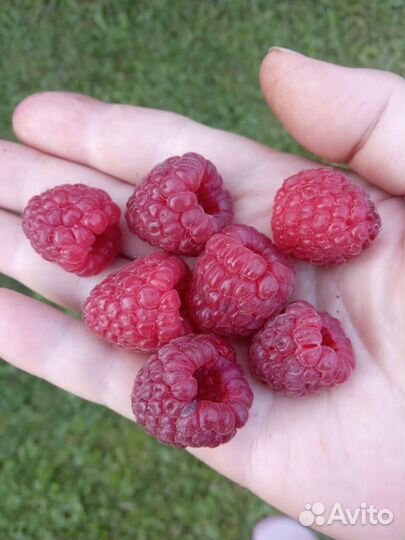 Продам кусты ремонтантной малины сорта 