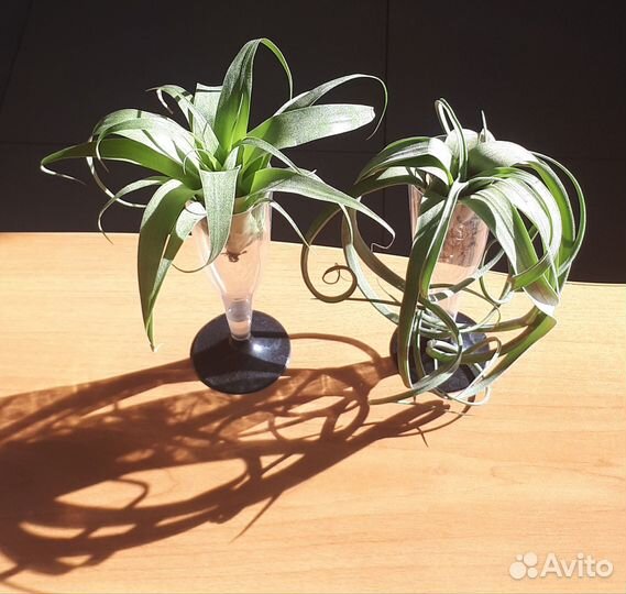 Тилландсия атмосферная