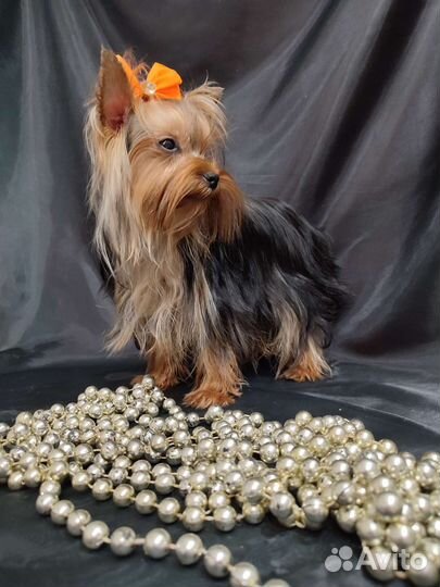 Мини крошка