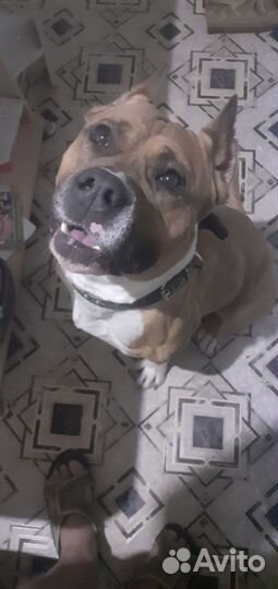 Вязка стаффордширский терьер