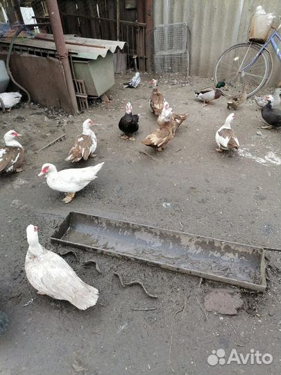 Мускусные утки