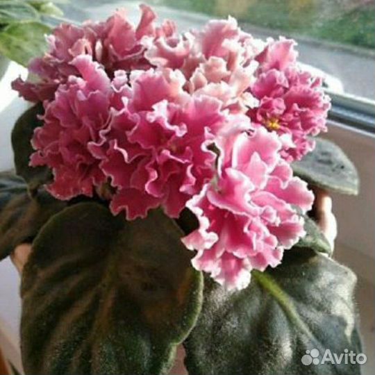 Фиалка набор