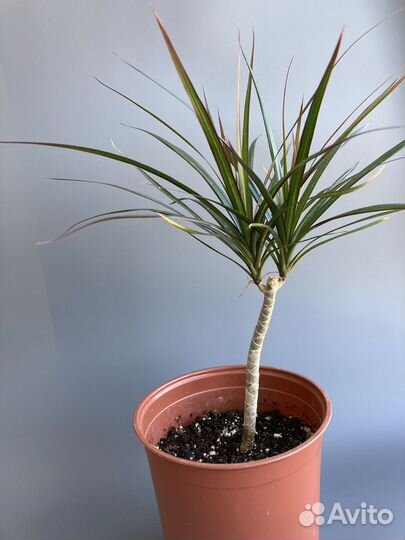 Комнатные растения цветы