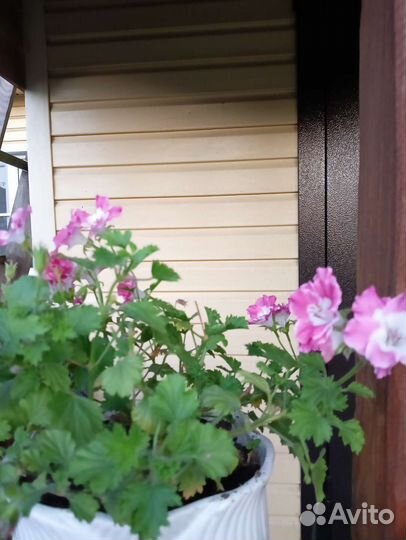 Герань пеларгония королевская