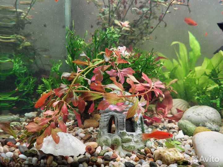 Аквариумные рыбки, креветки и растения