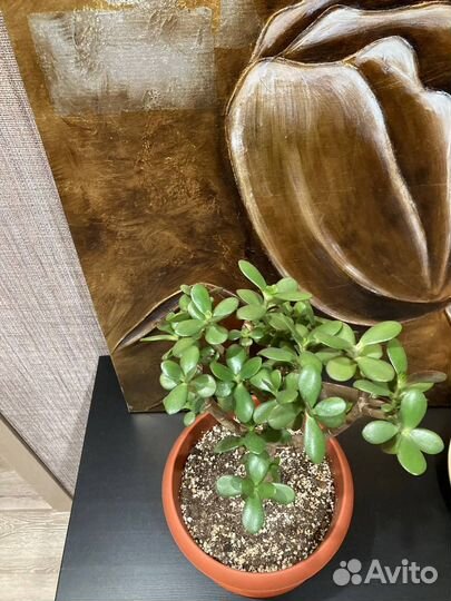 Толстянка (крассула, денежное дерево)