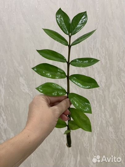 Замиокулькас