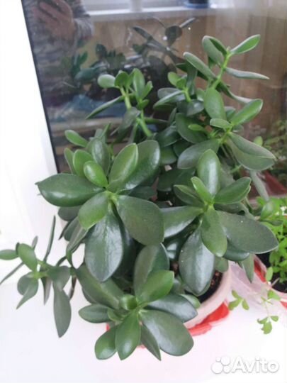 Цветок толстянка