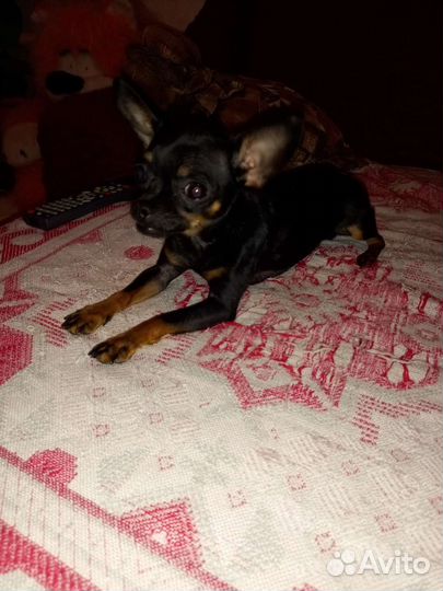 Вязка мини той-терьер