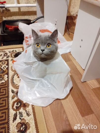 Кошка британка
