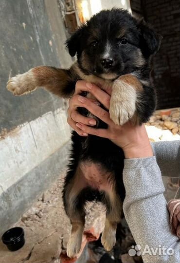 Собака в добрые руки