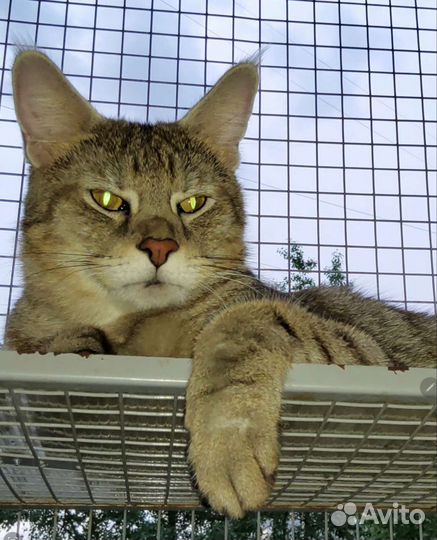 Чаузи. Котята