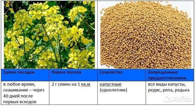 Горчица Фацелия Сидераты