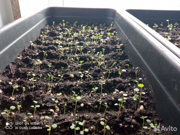 Клубника: ягода рассада и всё для её выращивания