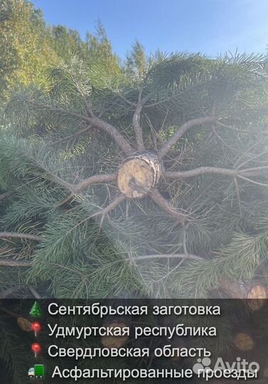 Сосна сентябрьская рождественская опт