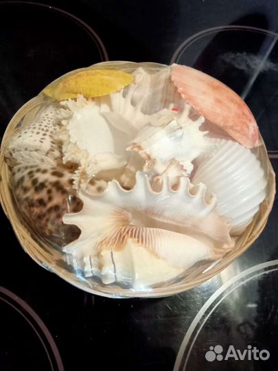 Морские ракушки раковины