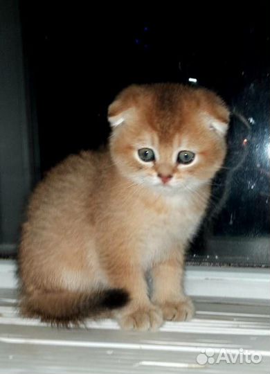 Вислоухие котята драгоценного окраса