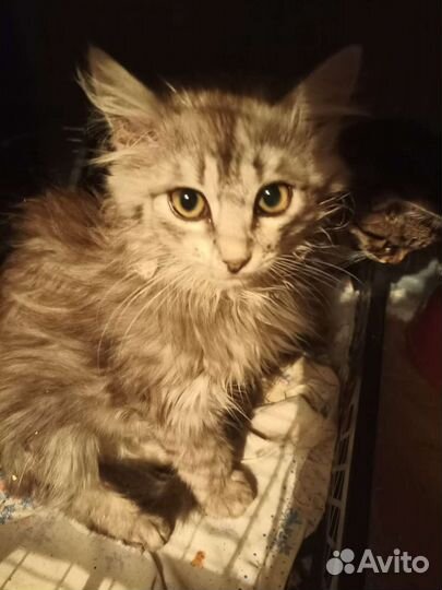 Пушистая кошечка 2 месяца