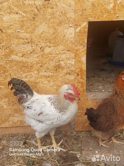 Цыплята бройлер, Цветной бройлер. Петух, утка