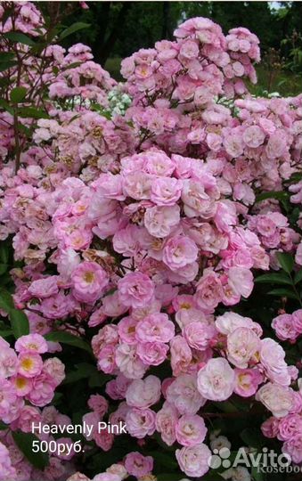 Саженцы роз флорибунда