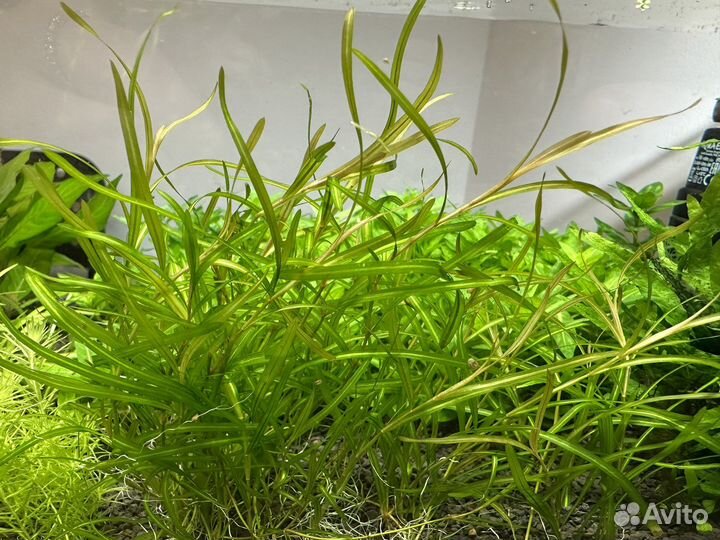 Аквариумные растения разные
