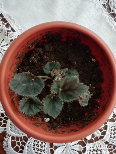 Комнатные растения цветы