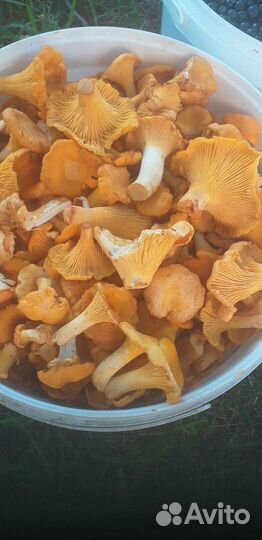 Черника свежая