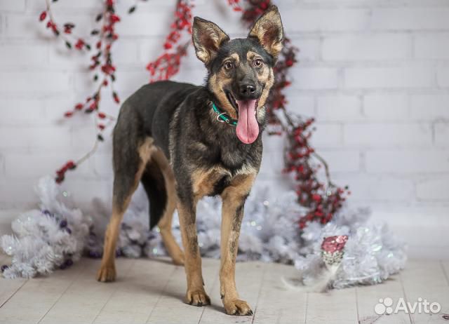 Хельга небольшая собачка в дар, из приюта