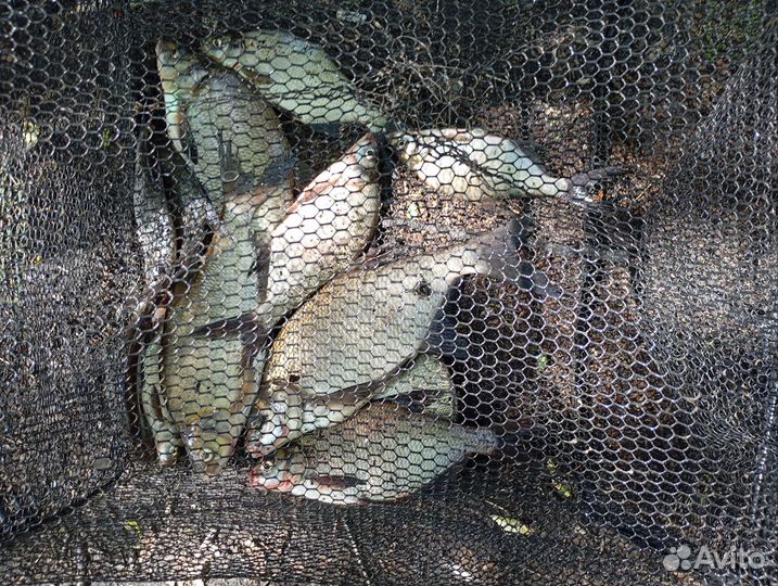 Свежемороженная рыба