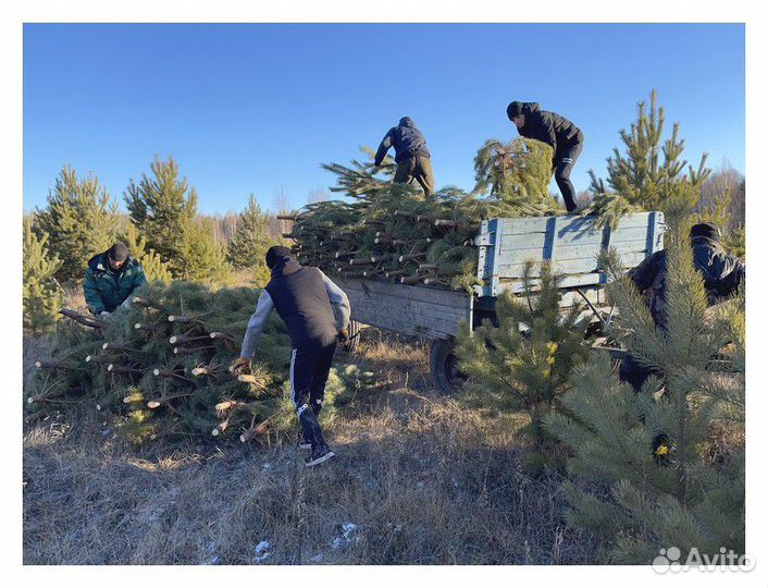 Сосна Оптом